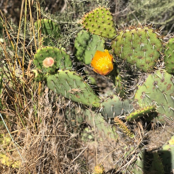 Meet your Posher, Julie - Picture 1 of 1